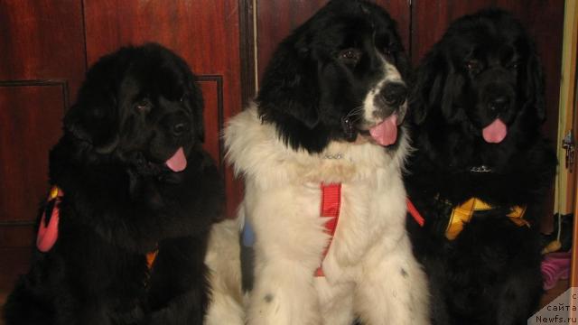 Фото: ньюфаундленд Лорд Люксембург Аюлар из Тихого Омута (Lord Luxemburg Ayular iz Tihogo Omuta), ньюфаундленд Рокот Волны Варга Кара Аюлар (Rokot Volny Varga Kara Ayular), ньюфаундленд Оттава (Ottava)