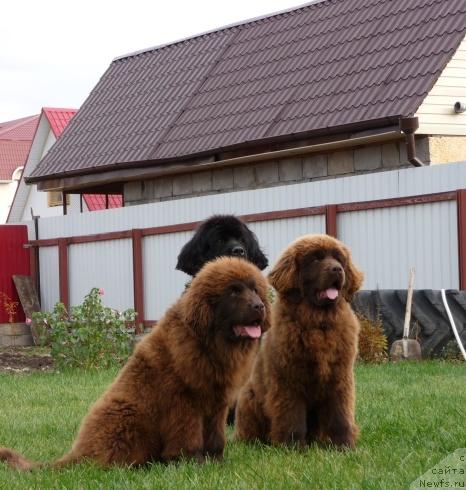 Фото: ньюфаундленд Адель Шоколадная Леди, ньюфаундленд Рафаэлла Бриллианс Черная Жемчужина, Арабелла Статная Мулатка.