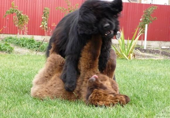 Фото: ньюфаундленд Адель Шоколадная Леди, ньюфаундленд Рафаэлла Бриллианс Черная Жемчужина