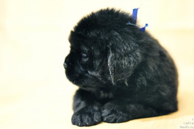 Фото: ньюфаундленд Мэджикал Оушен Даймонд Кинг