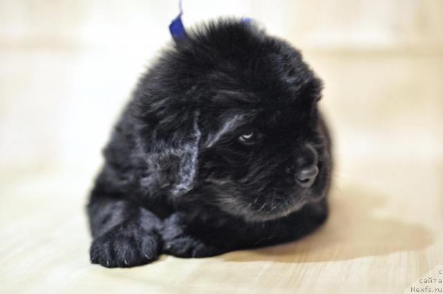 Фото: ньюфаундленд Мэджикал Оушен Даймонд Кинг