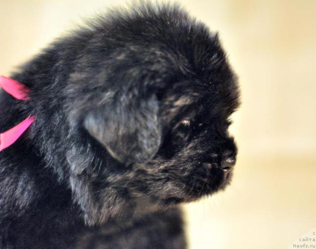 Фото: ньюфаундленд Мэджикал Оушен Дарк Квин