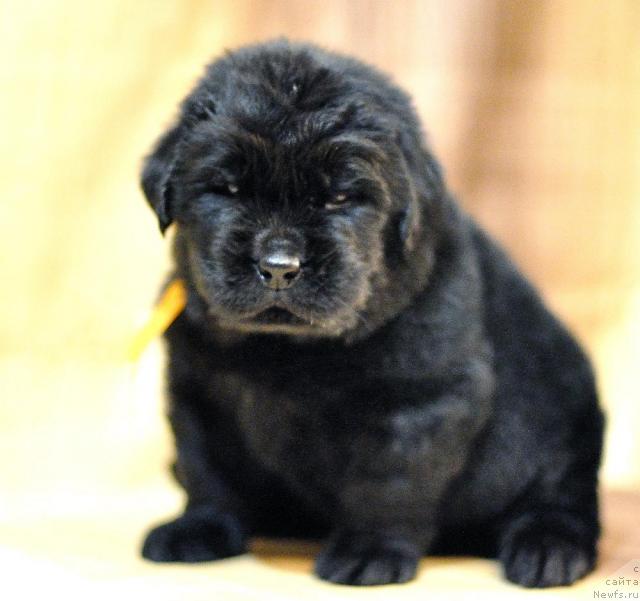 Фото: ньюфаундленд Мэджикал Оушен Дип Лав