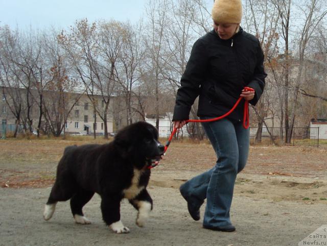 Фото: ньюфаундленд Маг Исполин Лавина (Mag Ispolin Lavina)