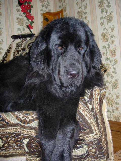 Фото: ньюфаундленд Лесная Сказка Раскрасавица