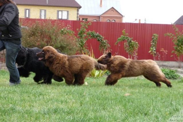 Фото: ньюфаундленд Адель Шоколадная Леди, [d7073]Арабелла Статная Мулатка/шоколадка/!