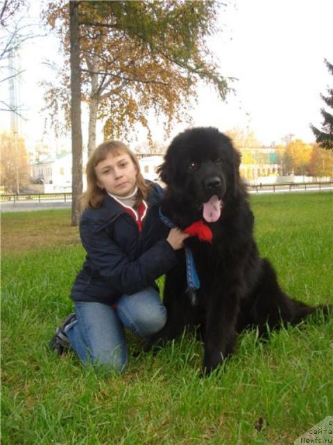 Фото: ньюфаундленд Капитан Ньюфорт, Ирина Веровенко