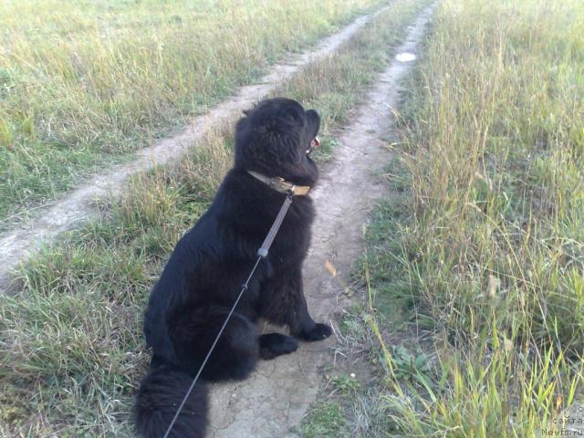 Фото: ньюфаундленд Топтыжка Спящая Красавица