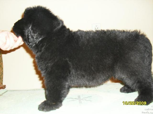 Фото: ньюфаундленд Большой Босс