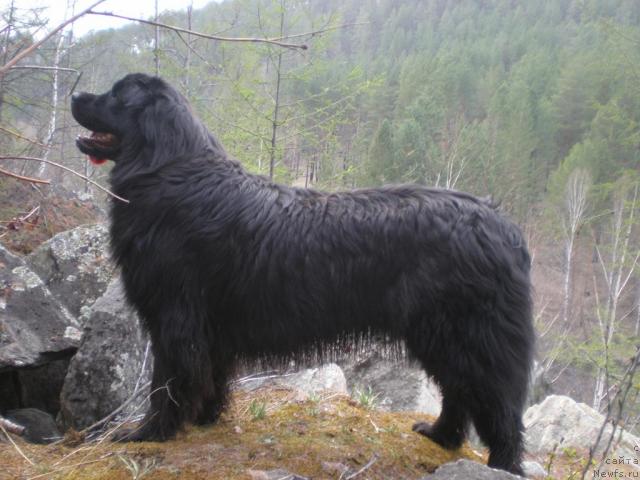 Фото: ньюфаундленд Зампл Притти  из Медвежьего Яра