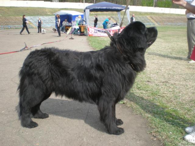 Фото: ньюфаундленд Зампл Притти  из Медвежьего Яра