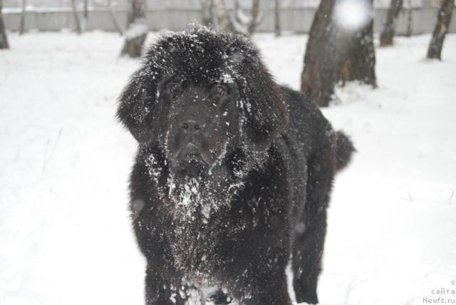 Фото: ньюфаундленд Формула Любви от Сибирского Медведя