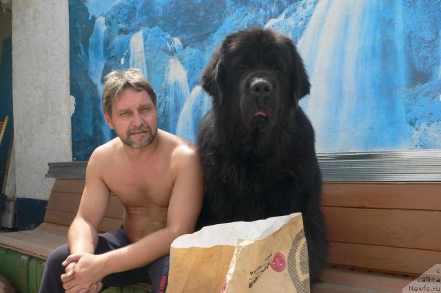 Фото: ньюфаундленд Веридан Звездный Путь