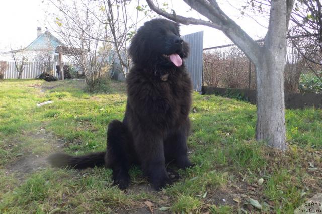 Фото: ньюфаундленд Серафима Сказочная Фея