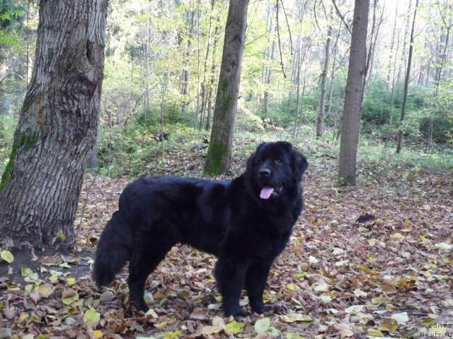 Фото: ньюфаундленд Акелло-Ланью 