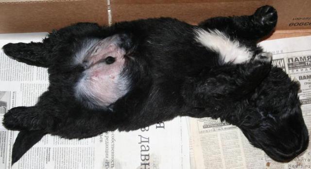 Фото: Щенок из 