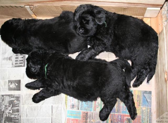 Фото: Щенок из 