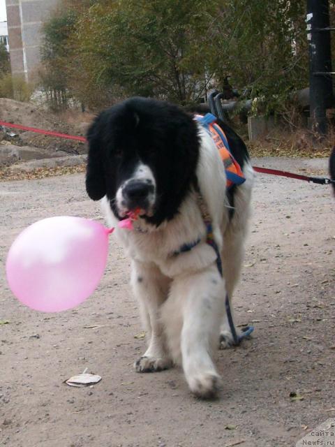 Фотография № 33588