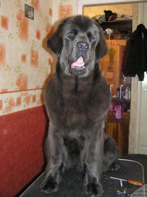 Фото: ньюфаундленд Дюрбахлер Клаб Альфаретта Виньетта