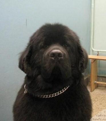 Фото: ньюфаундленд Амулет Любви и Счастья (Amulet Lyubvi i Schastya)