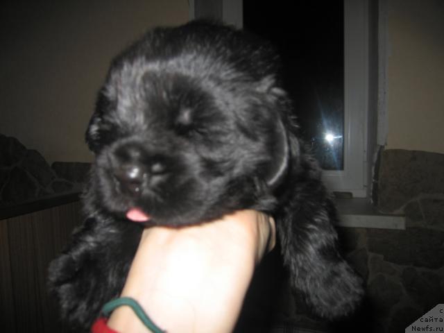 Фото: ньюфаундленд Виндзорская Проказница Лава