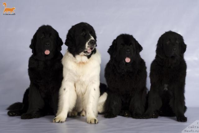 Фотография № 33605