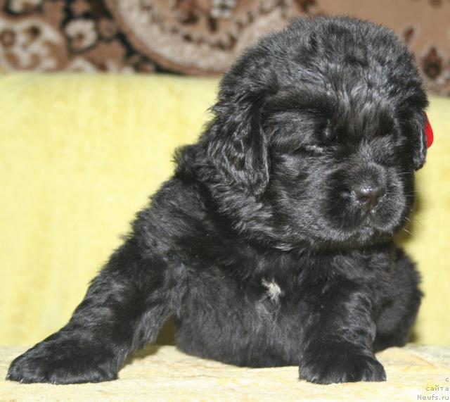 Фото: ньюфаундленд Бегущая по Волнам Револутион а ла Рус