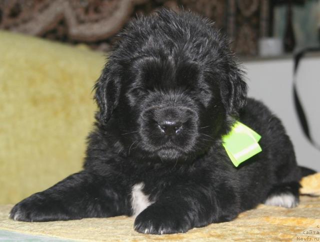 Фото: ньюфаундленд Бегущая по Волнам Разве Этого Мало