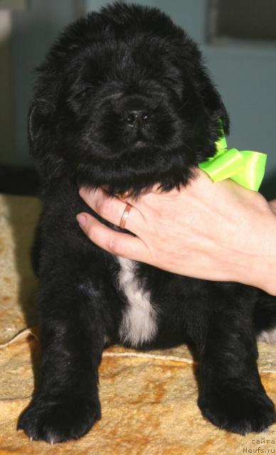 Фото: ньюфаундленд Бегущая по Волнам Разве Этого Мало