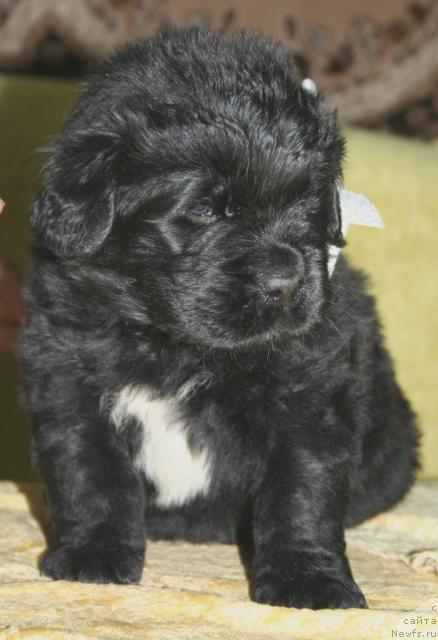 Фото: ньюфаундленд Бегущая по Волнам Регатта Катти Сарк