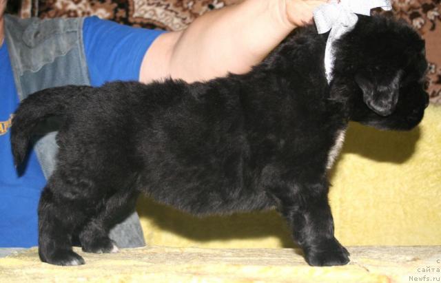 Фото: ньюфаундленд Бегущая по Волнам Регатта Катти Сарк