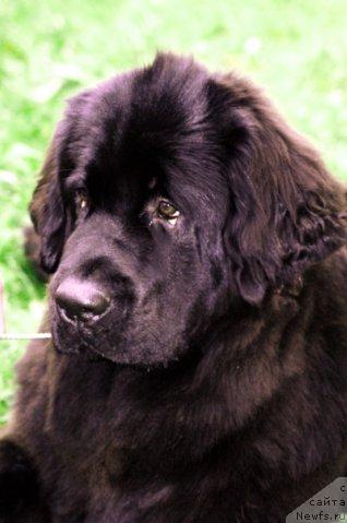 Фото: ньюфаундленд Топтыжка Сияние от Айсберга