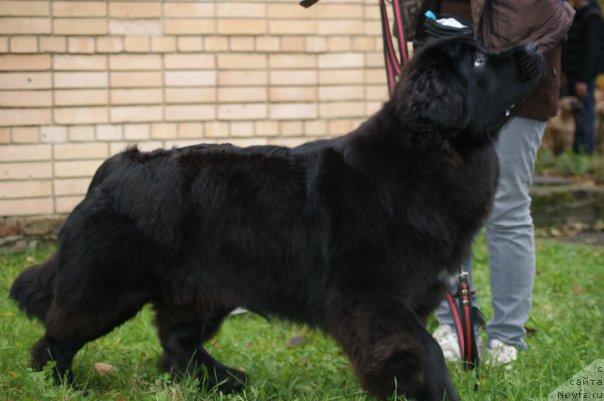 Фото: ньюфаундленд Топтыжка Сияние от Айсберга