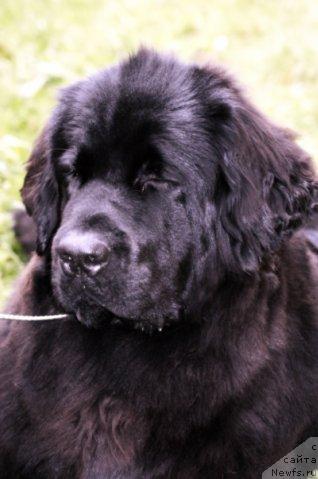 Фото: ньюфаундленд Топтыжка Сияние от Айсберга