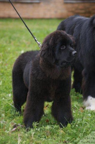 Фото: Сент Джонс Сьюзи Кватро