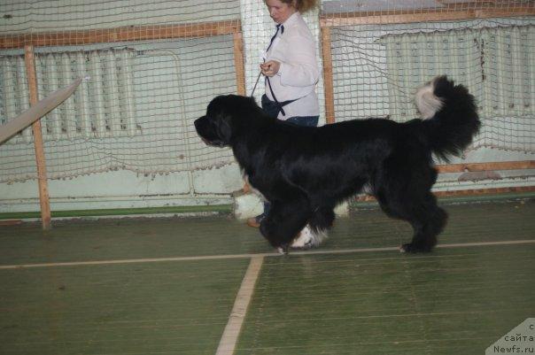 Фото: ньюфаундленд Питерньюф Жить Хорошо (Piternyuf Zhit' Horosho)