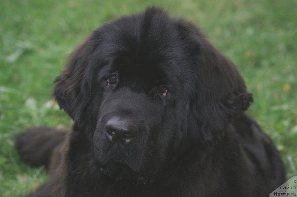 Фото: ньюфаундленд Топтыжка Сияние от Айсберга