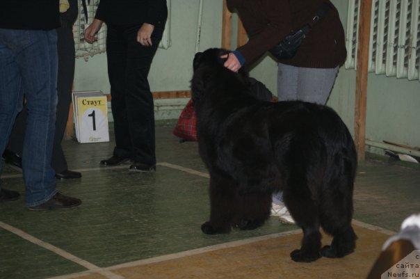 Фото: ньюфаундленд Топтыжка Сияние от Айсберга