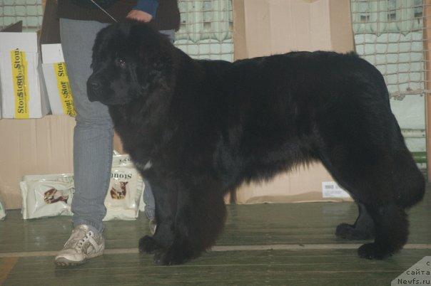 Фото: ньюфаундленд Топтыжка Сияние от Айсберга