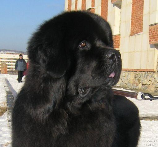 Фото: ньюфаундленд Обуш Шед Юкотан Золотой Ручей