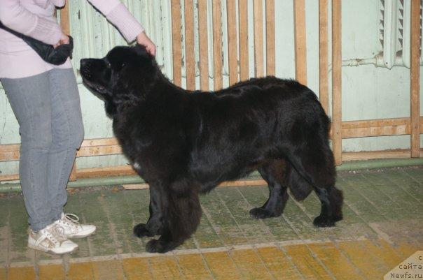 Фото: ньюфаундленд Топтыжка Сияние от Айсберга