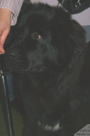 Фото: ньюфаундленд Топтыжка Сияние от Айсберга