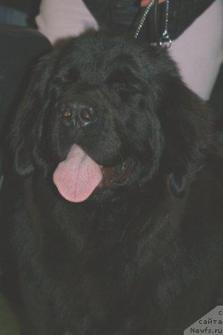 Фото: ньюфаундленд Топтыжка Сияние от Айсберга