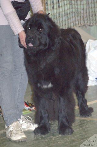 Фото: ньюфаундленд Топтыжка Сияние от Айсберга