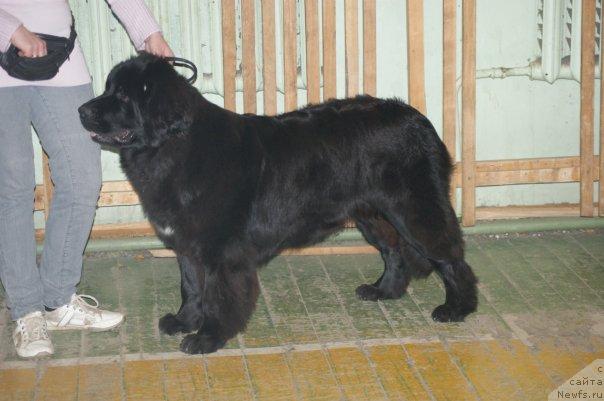 Фото: ньюфаундленд Топтыжка Сияние от Айсберга, Мария Лапина