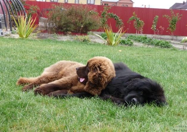 Фото: ньюфаундленд Рафаэлла Бриллианс Черная Жемчужина, Арабелла Статная Мулатка.