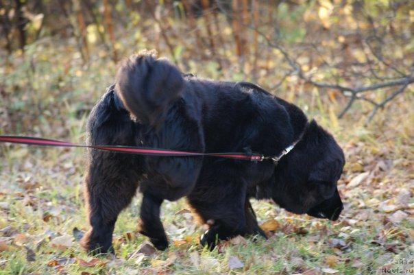 Фото: ньюфаундленд Топтыжка Сияние от Айсберга
