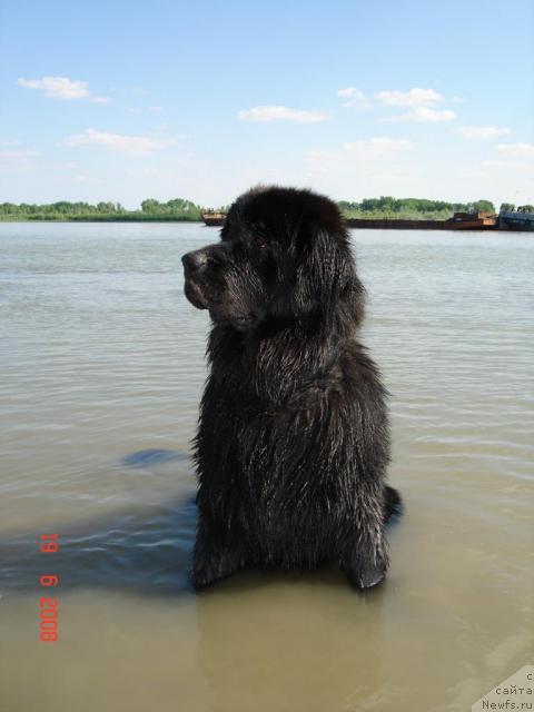 Фото: ньюфаундленд Русская Красавица от Марлеон Дусвик