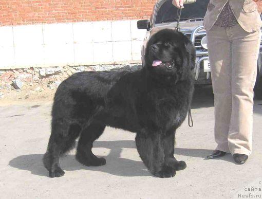 Фото: ньюфаундленд Обуш Шед Юкотан Золотой Ручей