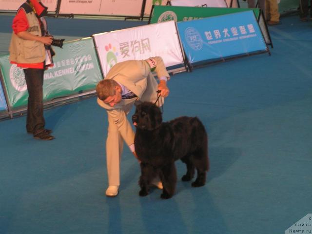 Фото: ньюфаундленд Интерио Соури из Медвежьего Яра (Interio Souri iz Medvejyego Yara), Юрий Рахтиенко